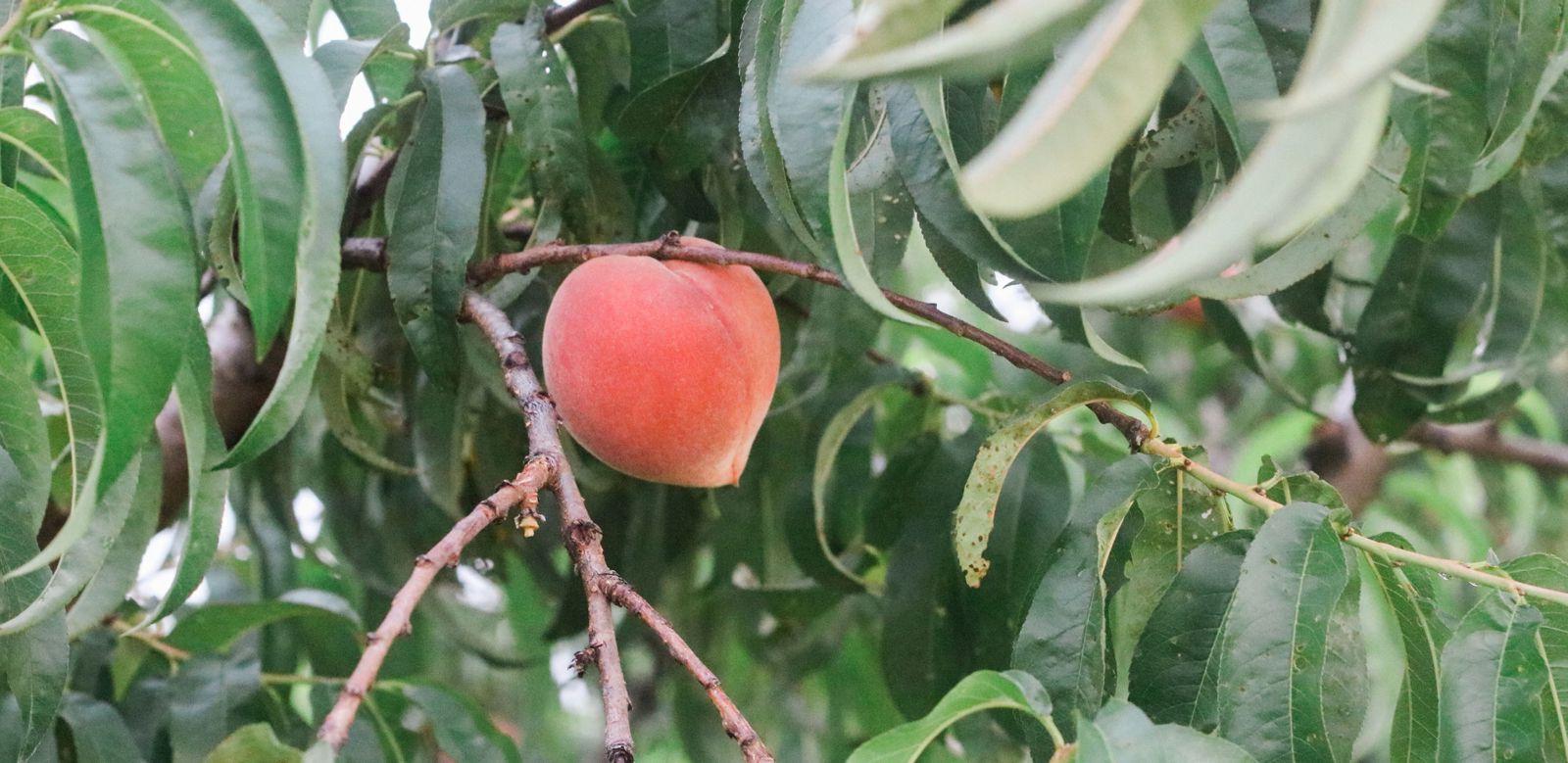 Single peach on tree